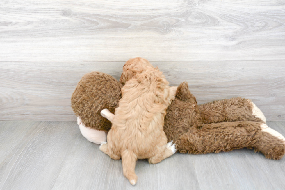 Friendly Cavapoo Baby