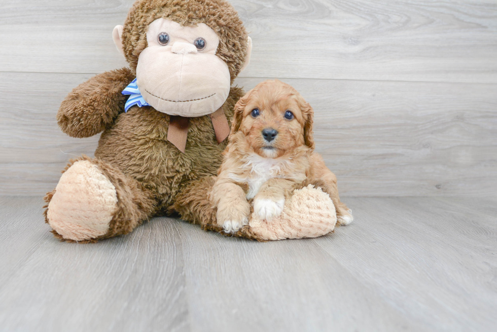 Cavapoo Pup Being Cute