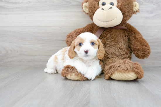 Happy Cavapoo Baby