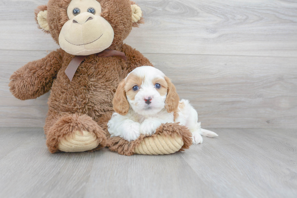 Cavapoo Puppy for Adoption