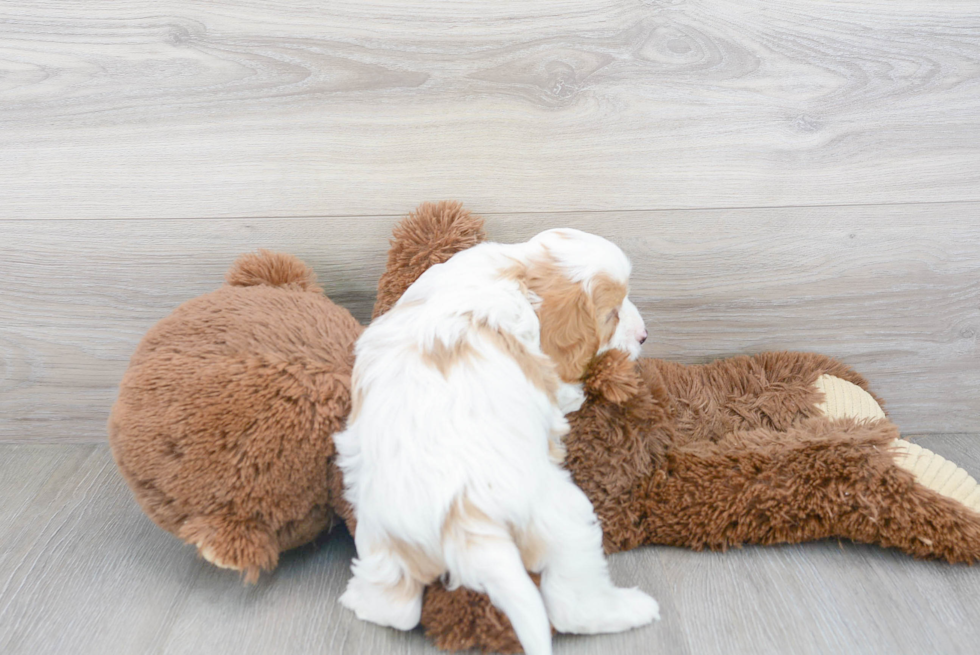 Sweet Cavapoo Baby