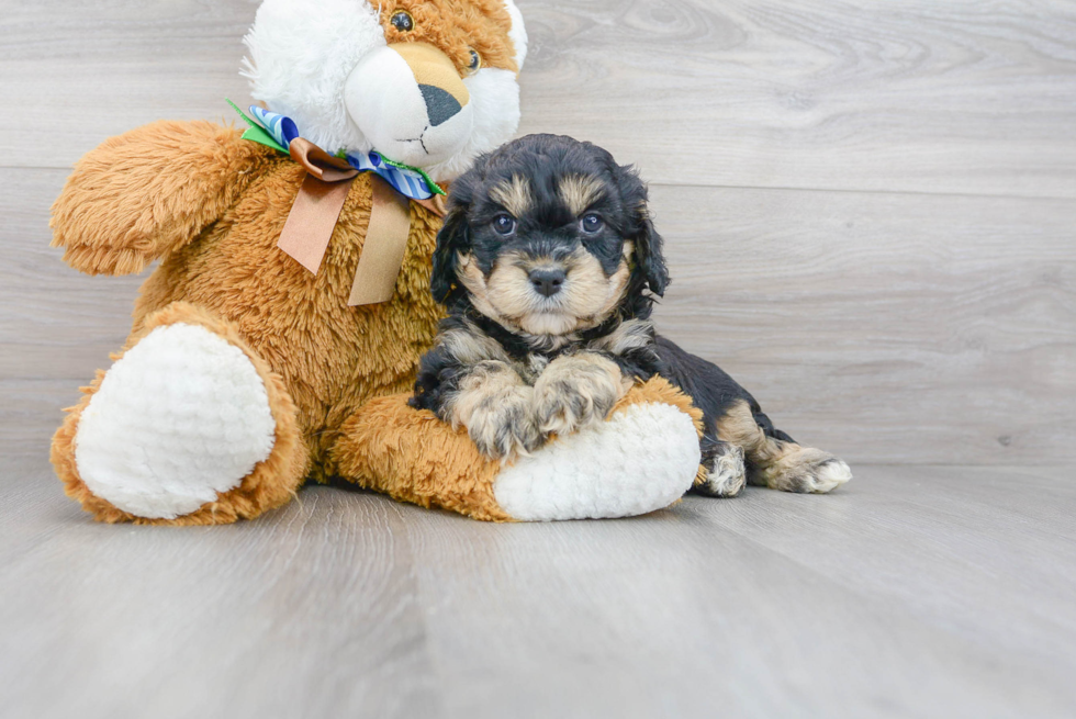 Cavapoo Pup Being Cute