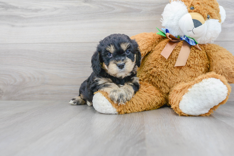 Smart Cavapoo Poodle Mix Pup