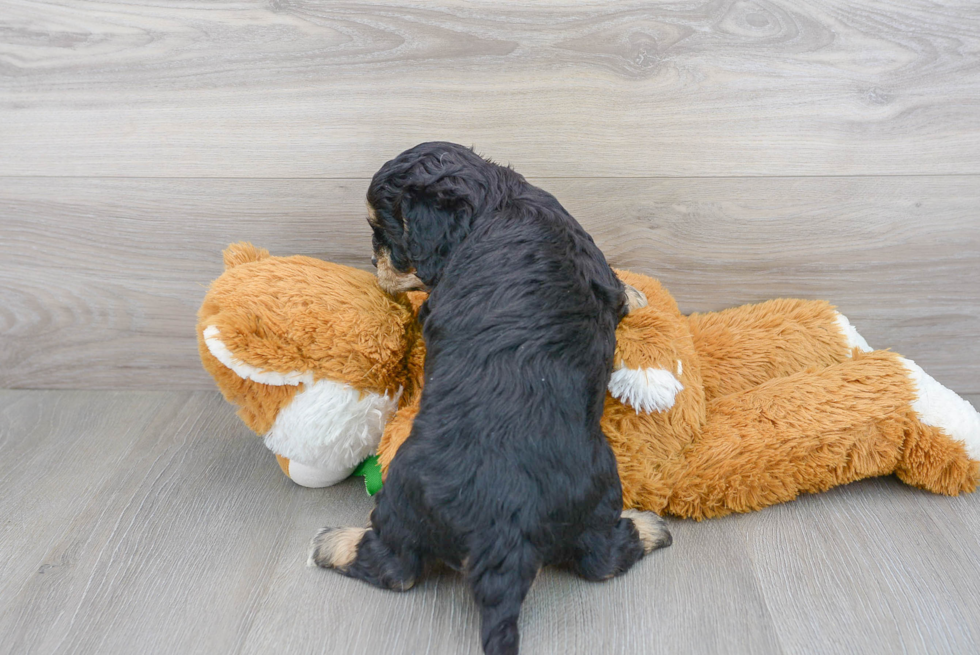 Best Cavapoo Baby