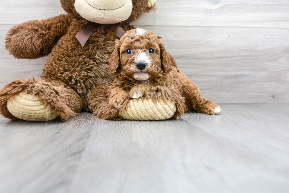 Adorable Cavoodle Poodle Mix Puppy