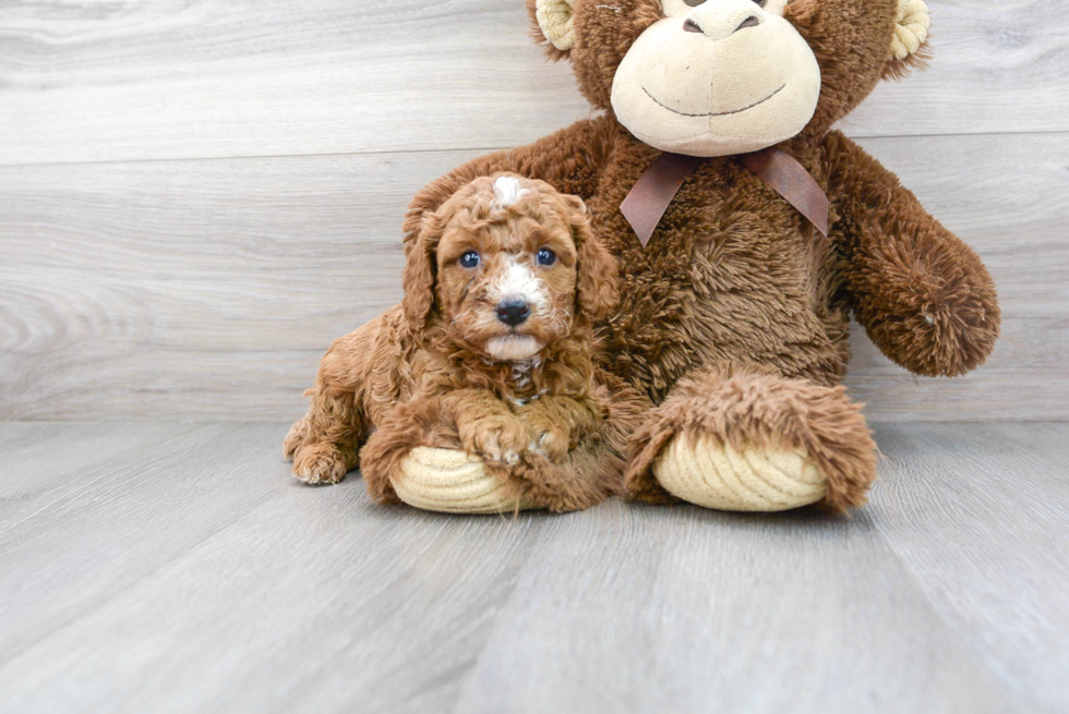 Best Cavapoo Baby