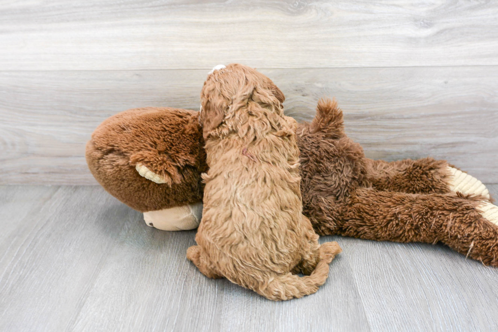 Cavapoo Pup Being Cute