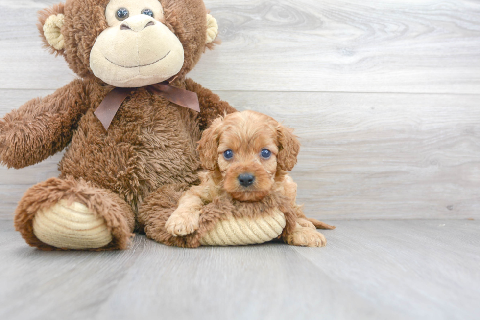 Playful Cavoodle Poodle Mix Puppy