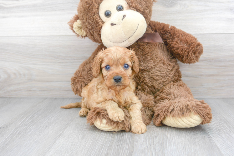 Smart Cavapoo Poodle Mix Pup