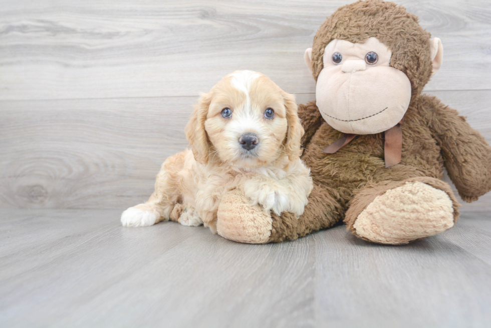 Hypoallergenic Cavoodle Poodle Mix Puppy