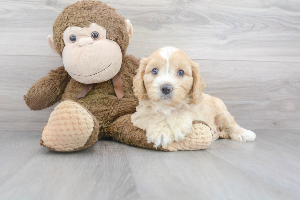 Cavapoo Pup Being Cute