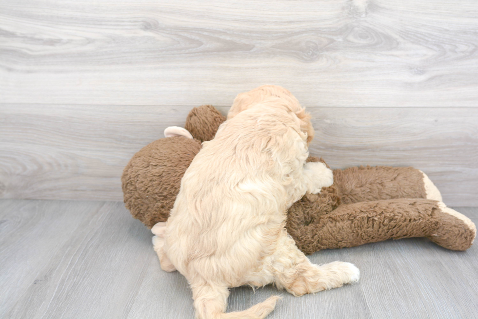 Happy Cavapoo Baby