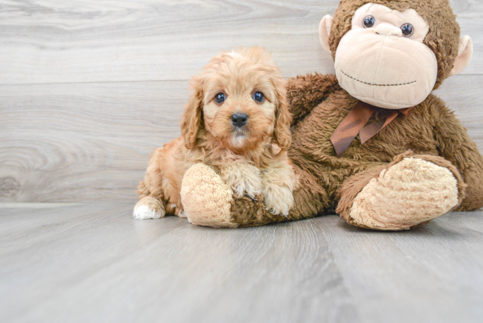 Hypoallergenic Cavoodle Poodle Mix Puppy