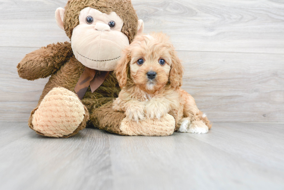 Best Cavapoo Baby