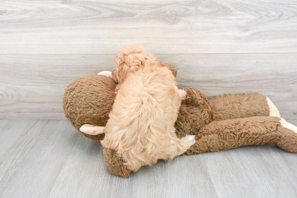 Petite Cavapoo Poodle Mix Pup