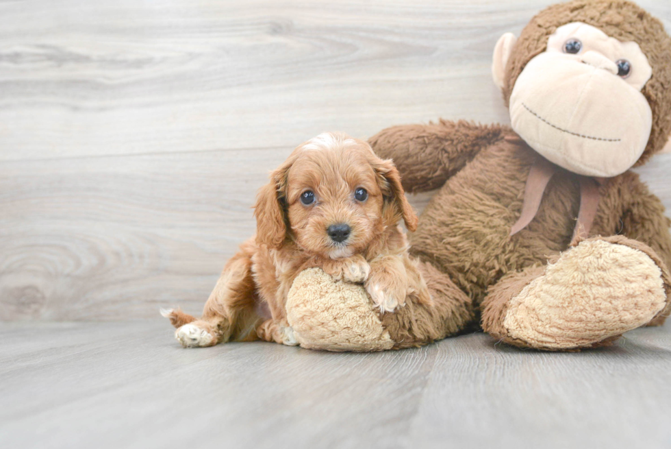 Happy Cavapoo Baby