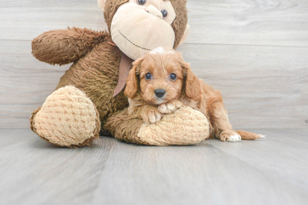 Cavapoo Pup Being Cute