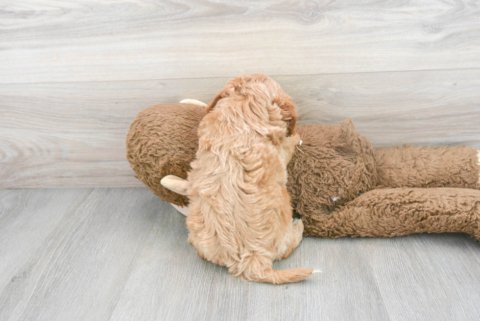 Little Cavoodle Poodle Mix Puppy