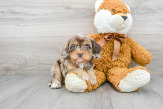 Little Cavoodle Poodle Mix Puppy