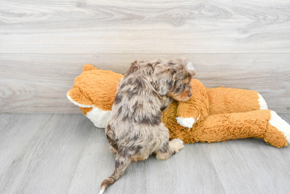 Best Cavapoo Baby