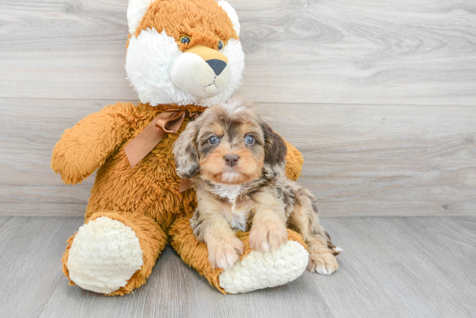 Sweet Cavapoo Baby