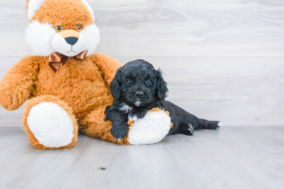 Cavapoo Pup Being Cute