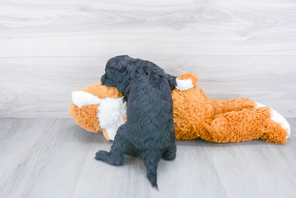 Fluffy Cavapoo Poodle Mix Pup