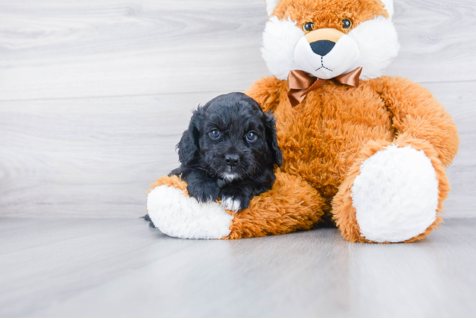 Sweet Cavapoo Baby