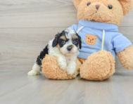 8 week old Cavapoo Puppy For Sale - Premier Pups