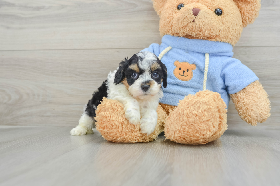 6 week old Cavapoo Puppy For Sale - Premier Pups