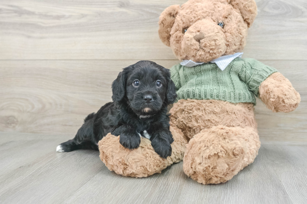 Best Cavapoo Baby