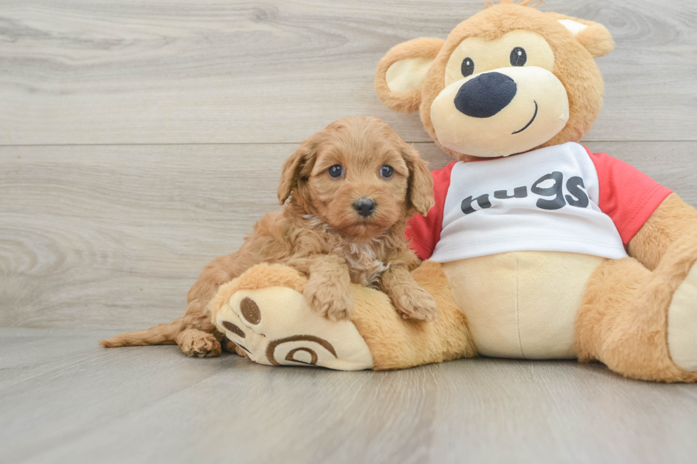 Friendly Cavapoo Baby