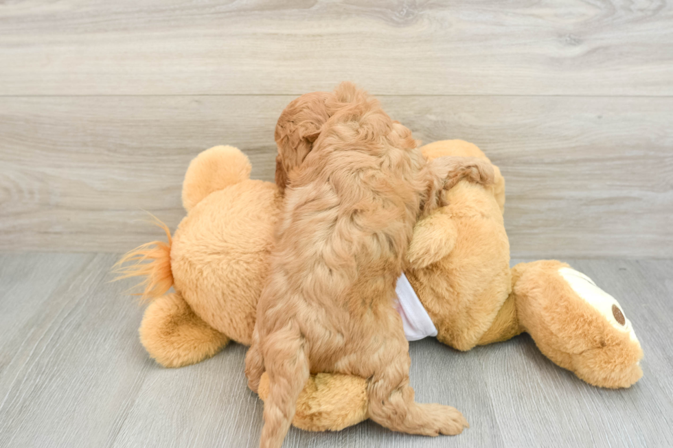 Cavapoo Puppy for Adoption