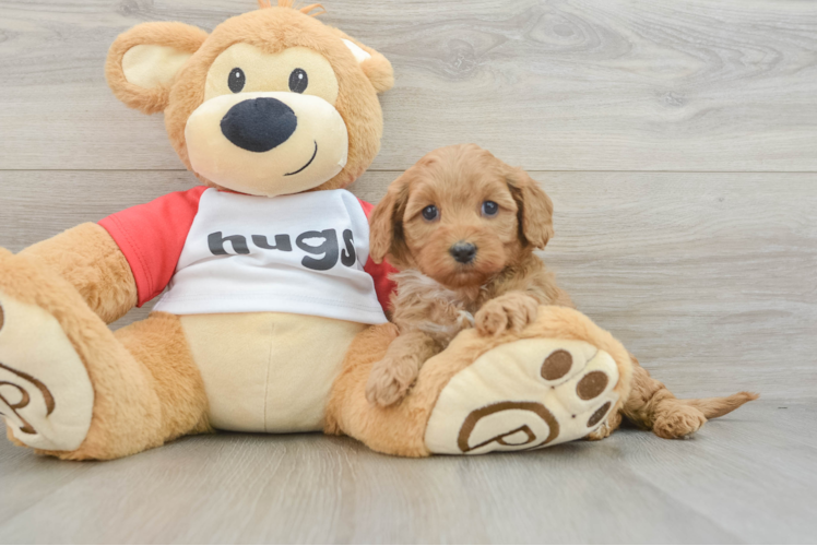 Cavapoo Puppy for Adoption