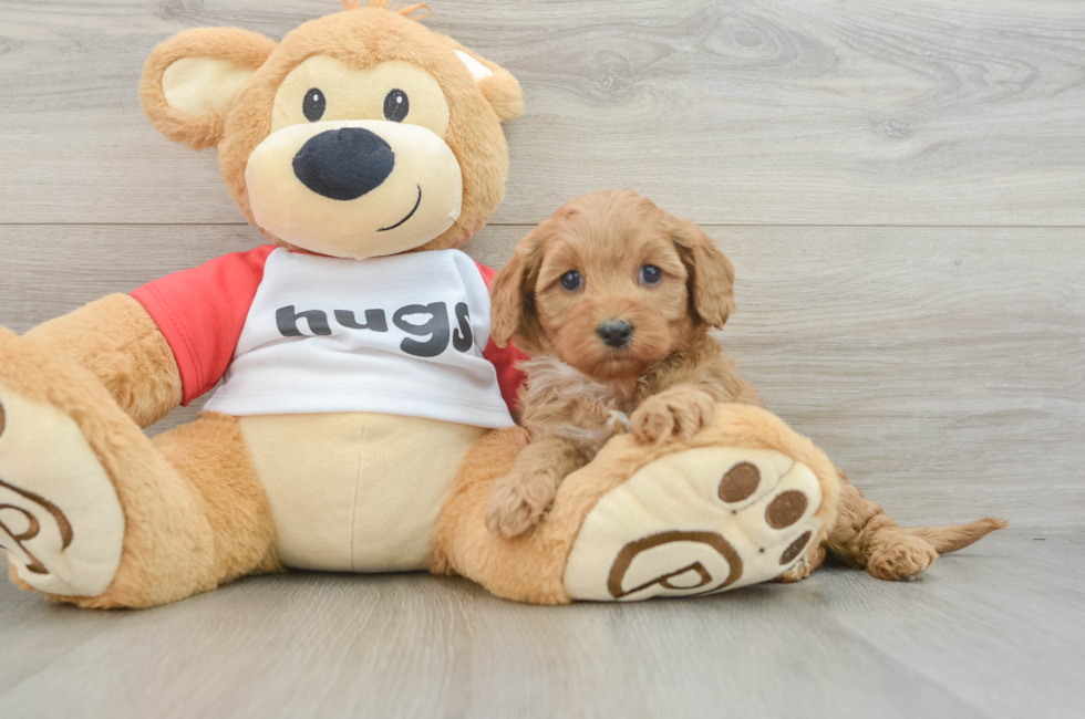 6 week old Cavapoo Puppy For Sale - Premier Pups