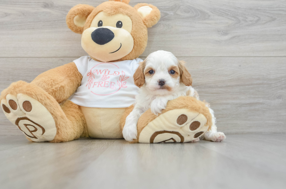 5 week old Cavapoo Puppy For Sale - Premier Pups