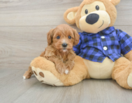 9 week old Cavapoo Puppy For Sale - Premier Pups