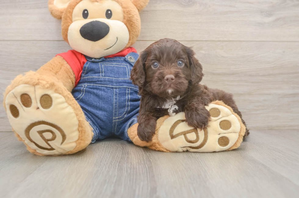5 week old Cavapoo Puppy For Sale - Premier Pups