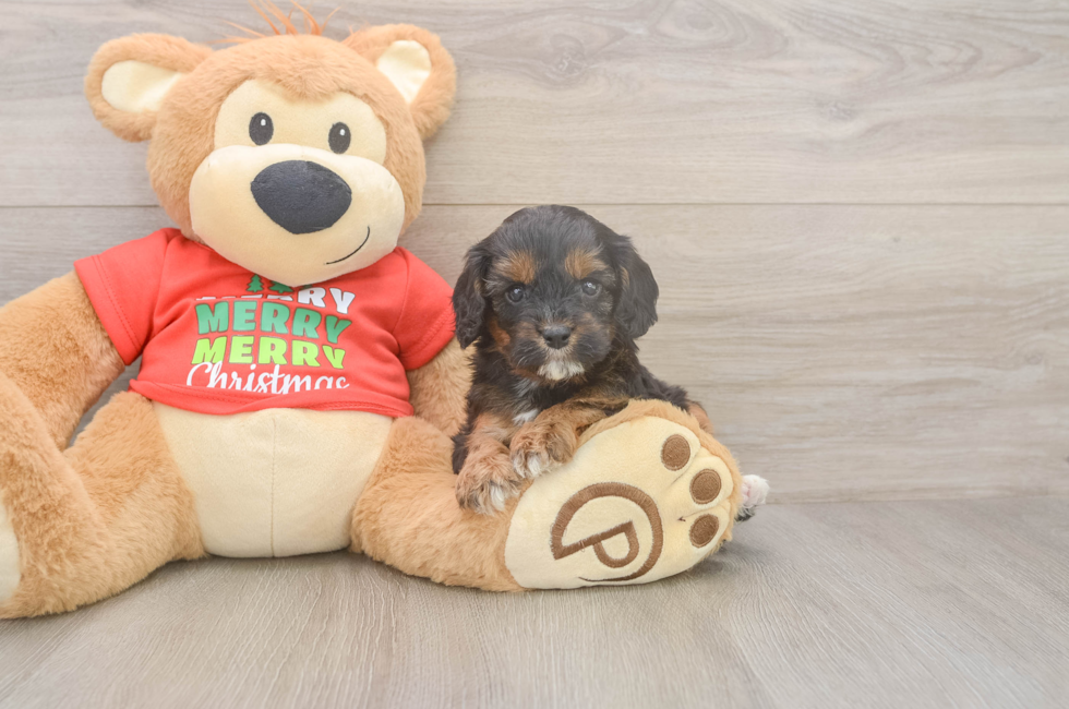 5 week old Cavapoo Puppy For Sale - Premier Pups