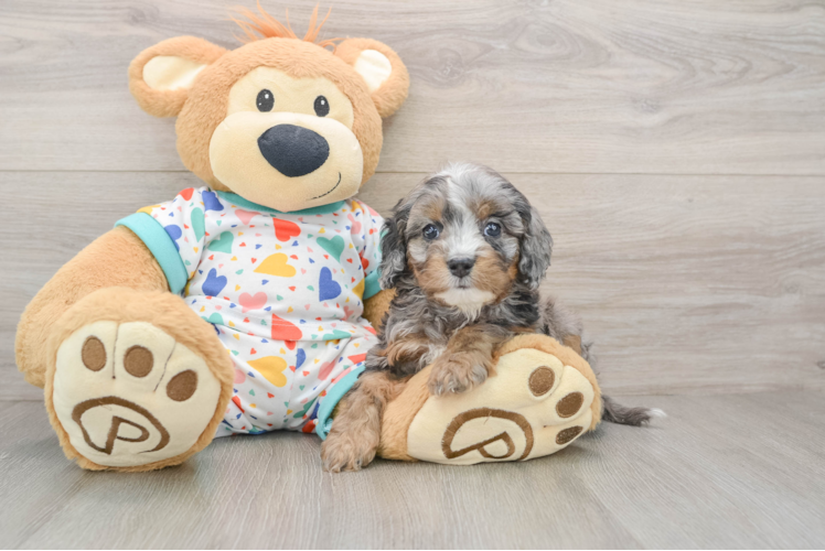 Energetic Cavoodle Poodle Mix Puppy