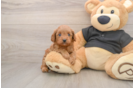 Cavapoo Puppy for Adoption