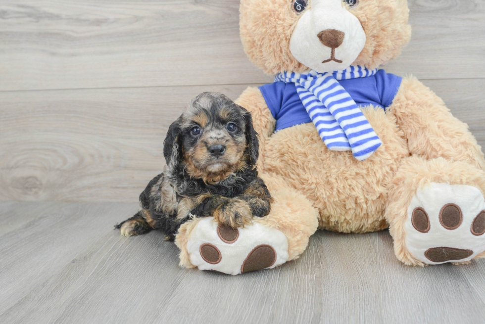 Little Cavoodle Poodle Mix Puppy