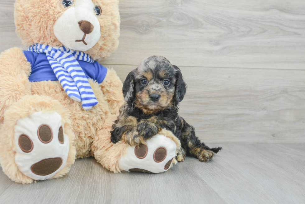 Best Cavapoo Baby