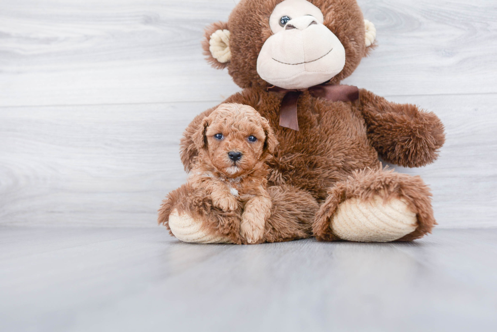 Best Cavapoo Baby