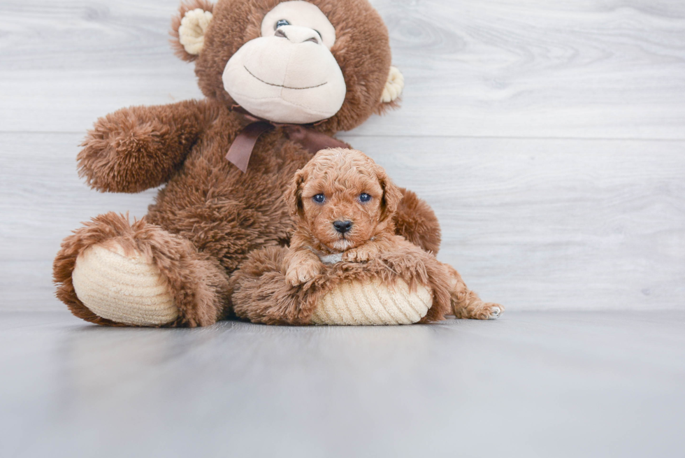 Petite Cavapoo Poodle Mix Pup