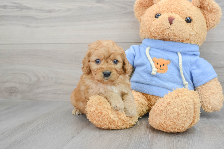 Fluffy Cavapoo Poodle Mix Pup