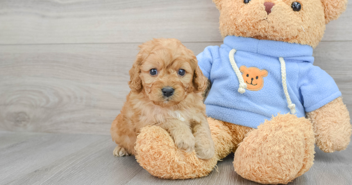 Petite Cavapoo Oceana: 4lb 2oz Doodle Puppy