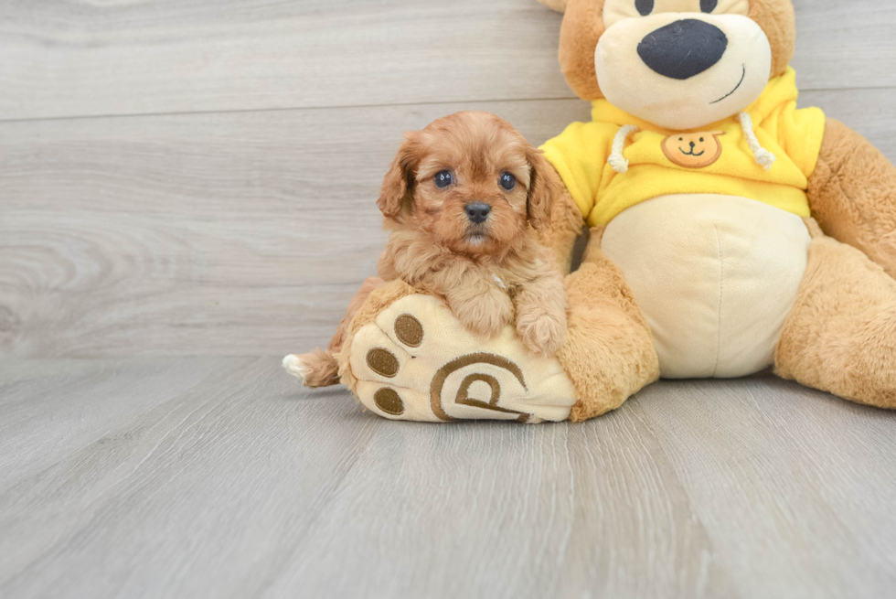 Funny Cavapoo Poodle Mix Pup