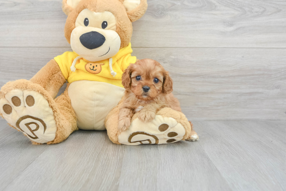 Happy Cavapoo Baby