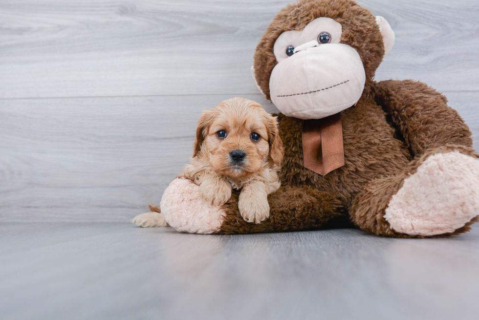 Funny Cavapoo Poodle Mix Pup